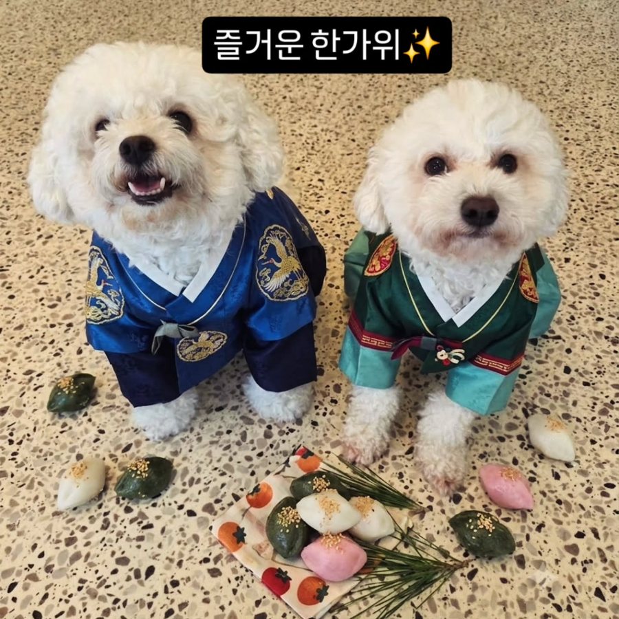 Two white poodles in traditional Korean hanbok at Mungdolphin dog café