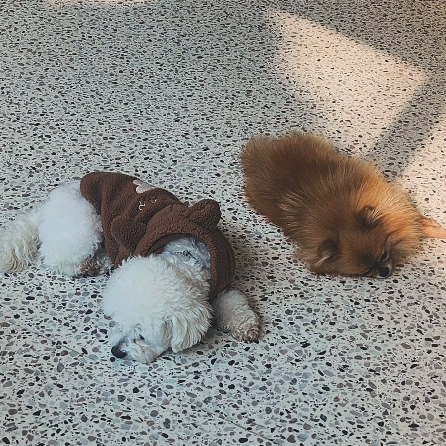 Two dogs napping together at Mungdolphin