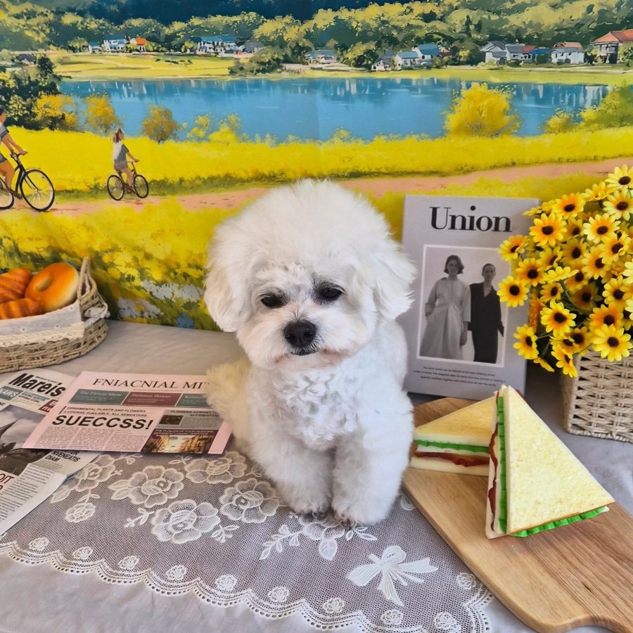 A white poodle posing with props at Mungdolphin